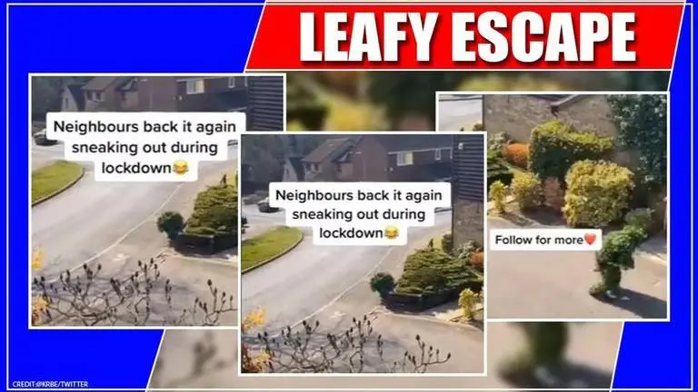 Coronavirus: Man dresses as bush to escape lockdown, netizens in splits Coronavirus: Man dresses as bush to escape lockdown, netizens in splits