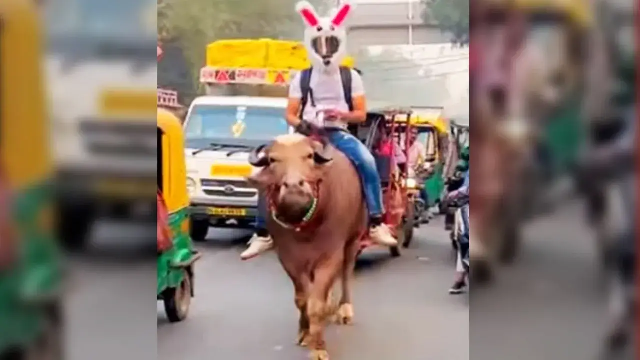 Viral: Bunny Helmet Bull Ride On Delhi Road Takes Social Media by Storm ...