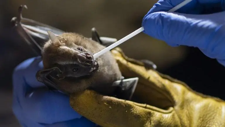 Scientists raise alarm about Nipah virus, say 'it could cause next pandemic' Nipah virus