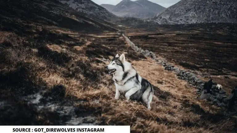 'Game Of Thrones' beloved dire wolf dog Odin passes away after long battle with cancer game of thrones