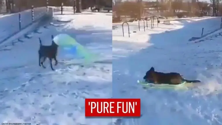 Video: Ecstatic dog snowboards on snowy slope, netizens say ‘he’s having fun’ Ecstatic dog