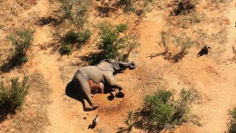 Botswana probes 275 'mysterious' elephant deaths