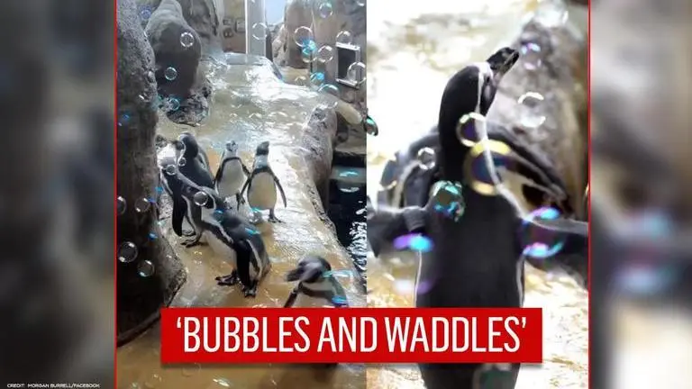 Penguins cheerfully waddle with bubbles in Oregon Zoo in this adorable video | Watch Video shows penguins cheerfully waddling with bubbles in Oregon Zoo| Watch
