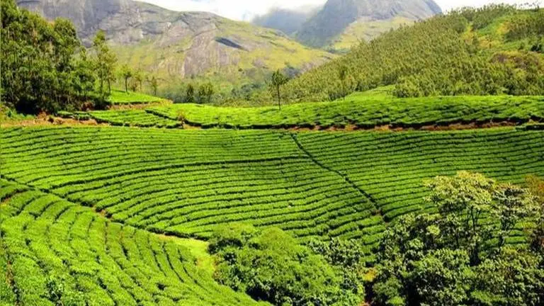 TRA developing tea varieties to mitigate impact of climate change