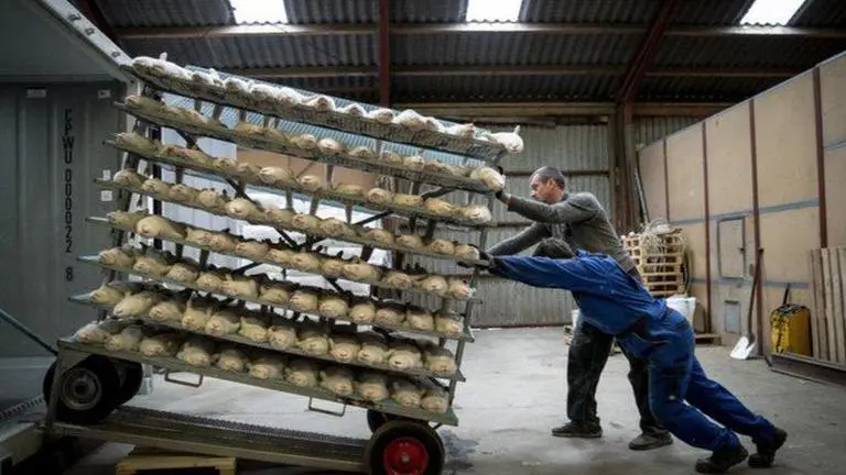 EU agency: Coronavirus spread in minks could speed mutations EU agency: Coronavirus spread in minks could speed mutations