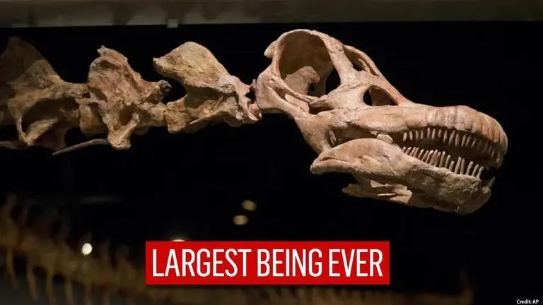 Dinosaur fossils found in Argentina could belong to the world's largest creature Dinosaur fossils found in Argentina could belong to the world's largest creature|Read