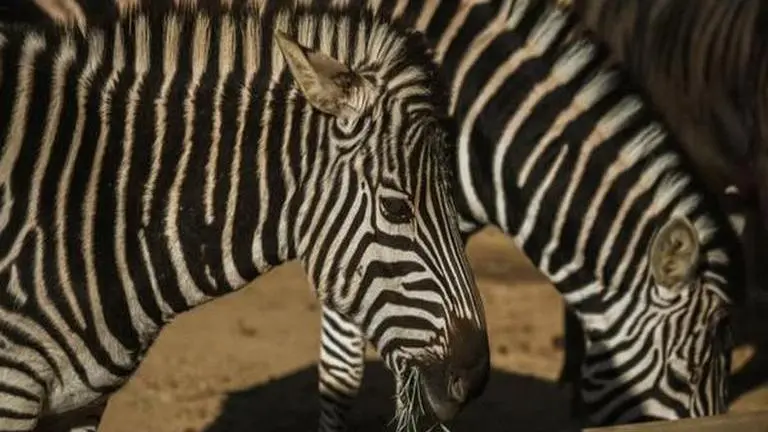 Researchers explore whether total number of living vertebrates' species can be determined number of living vertebrates