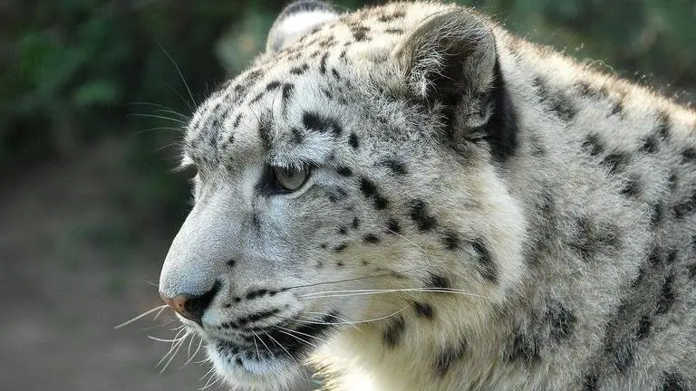 US: Three snow leopards die due to COVID-19 in Lincoln Children's Zoo in Nebraska US
