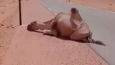 Touching Video Of Truck Driver Offering Water To Thirsty Camel In 'Burning' Desert Goes Viral- WATCH Heartwarming Video Of Man Offering Water To Thirsty Camel In 'Burning' Desert Goes Viral
