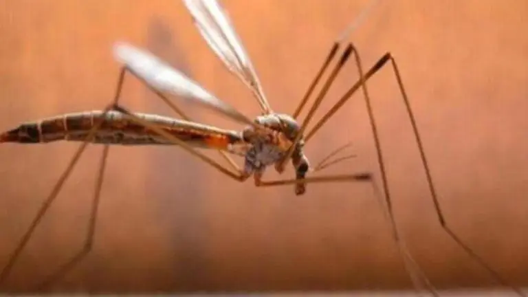 Florida: 75 crore genetically modified mosquitoes to be released to fight illness Mosquitoes