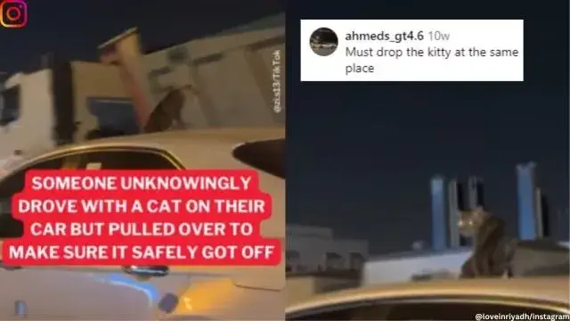 VIRAL: Netizens express concern over a cat's lone ride atop a car ...