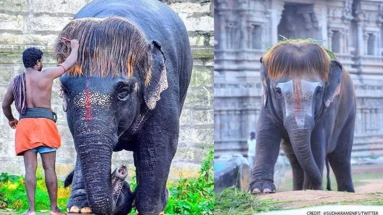 Elephant 'Bob-cut Sengamalam' impresses netizens with its unique hairstyle Bob-cut Sengamalam