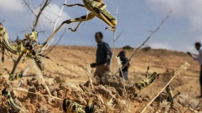 Locust-hit Pak may make exception to trade freeze with India to import insecticides: Report