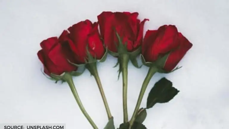 Rose petals: Here are a few skin care tips and benefits of rose petals rose petals