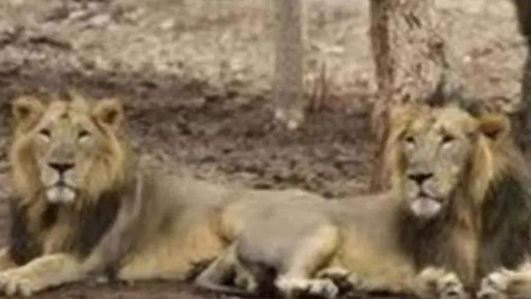 Guj: Lion carcass found in Gir forest Guj: Lion carcass found in Gir forest