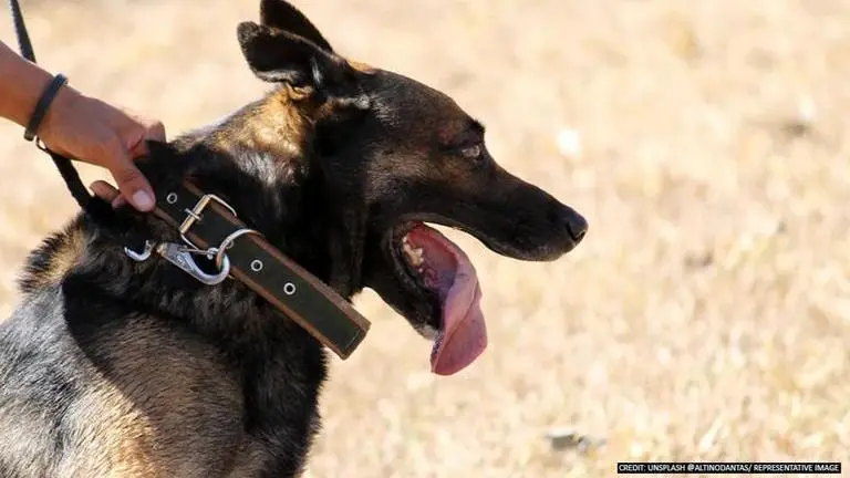 Army Major loses life trying to save wife and 2 dogs from fire Army Major loses life trying to save wife and 2 dogs from fire