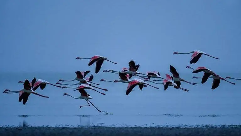 Over 11 lakh migratory birds visit Odisha's Chilika lake