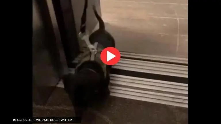 Little puppy makes a big hop into an elevator, makes Internet go weak in its knees dog video