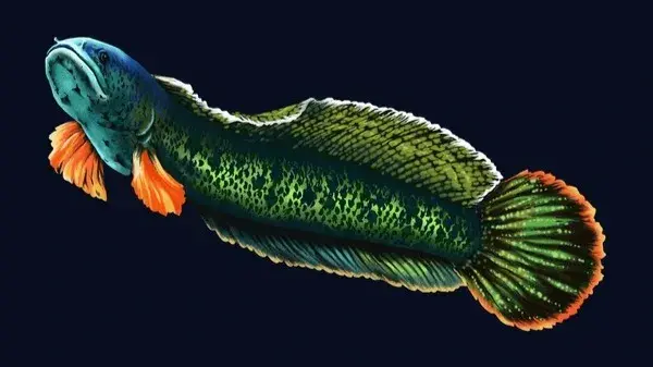 Exotic fishes worth Rs 4.5 crore seized in Assam's biggest ever exotic fish seizure Channa Barca fish