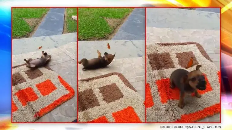 'Straight out of a Disney movie': Puppy and butterfly delightfully play at house porch Reddit