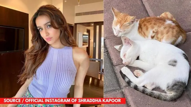 Shraddha Kapoor shares a picture of cats and has the sweetest nickname for them Shraddha Kapoor