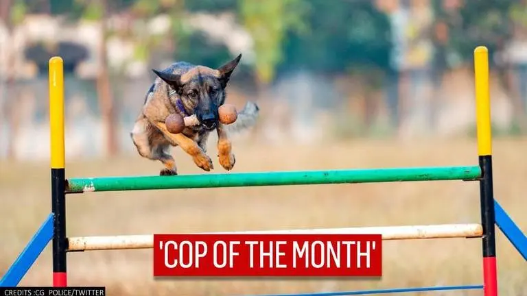 Sniffer dog honoured with cop of the month award in Chhattisgarh for solving 'many cases' Sniffer dog