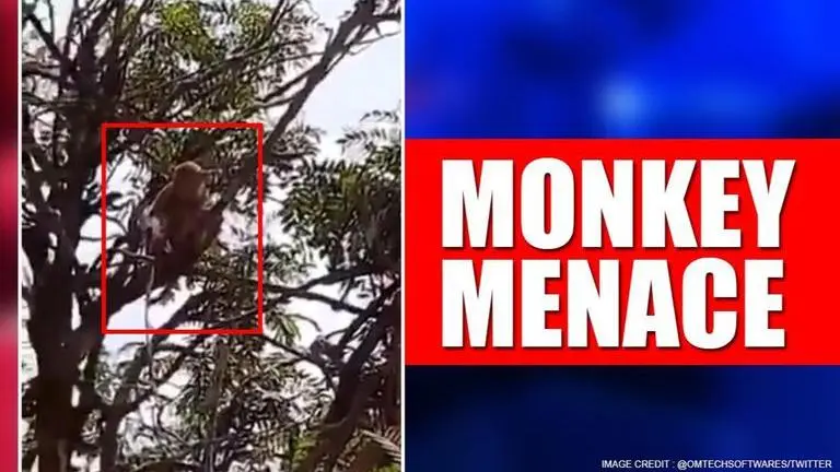 Meerut: Monkeys run away with test samples of suspected COVID-19 patients Meerut