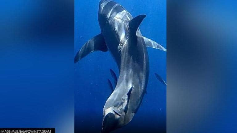 Shark with huge bite mark on its body leaves netizens stunned; Watch ...