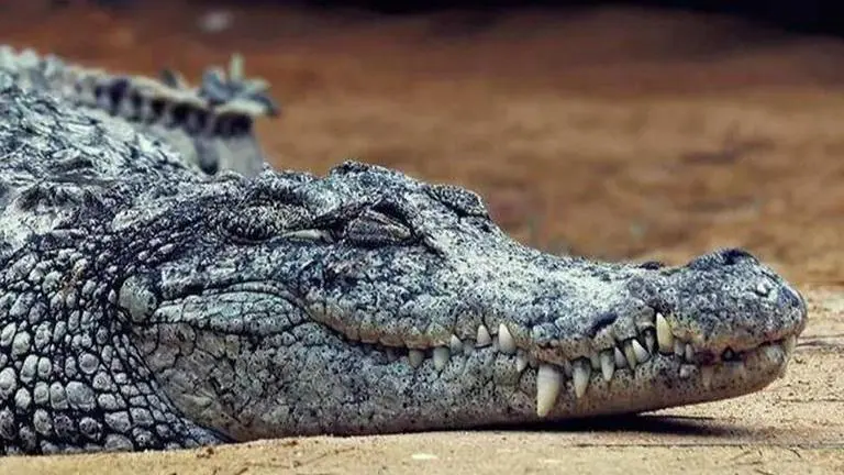 Gujarat man finds 4.5-foot-long crocodile in his bathroom Gujarat