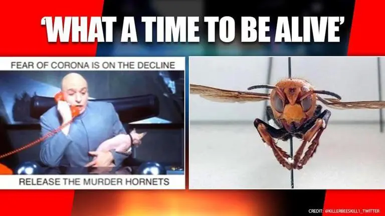 Murder Hornets