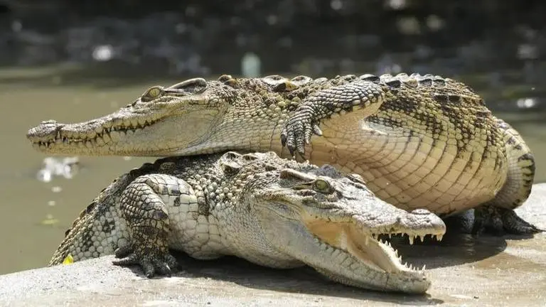 Australian Department of Defence might be fined after two soldiers mauled by crocodile Crocodile