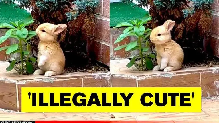 Netizens call rabbit nibbling on ‘snacky snack’ the ‘floofiest’ bunny ever; Watch Netizens