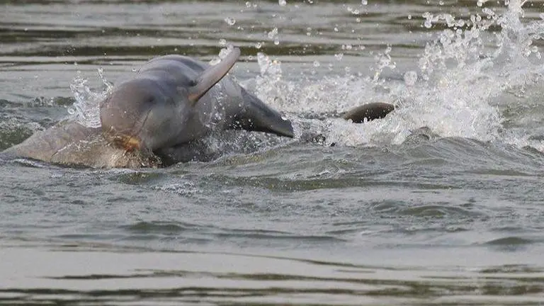 Dolphin census in Odisha sanctuaries on Jan 19 Odisha