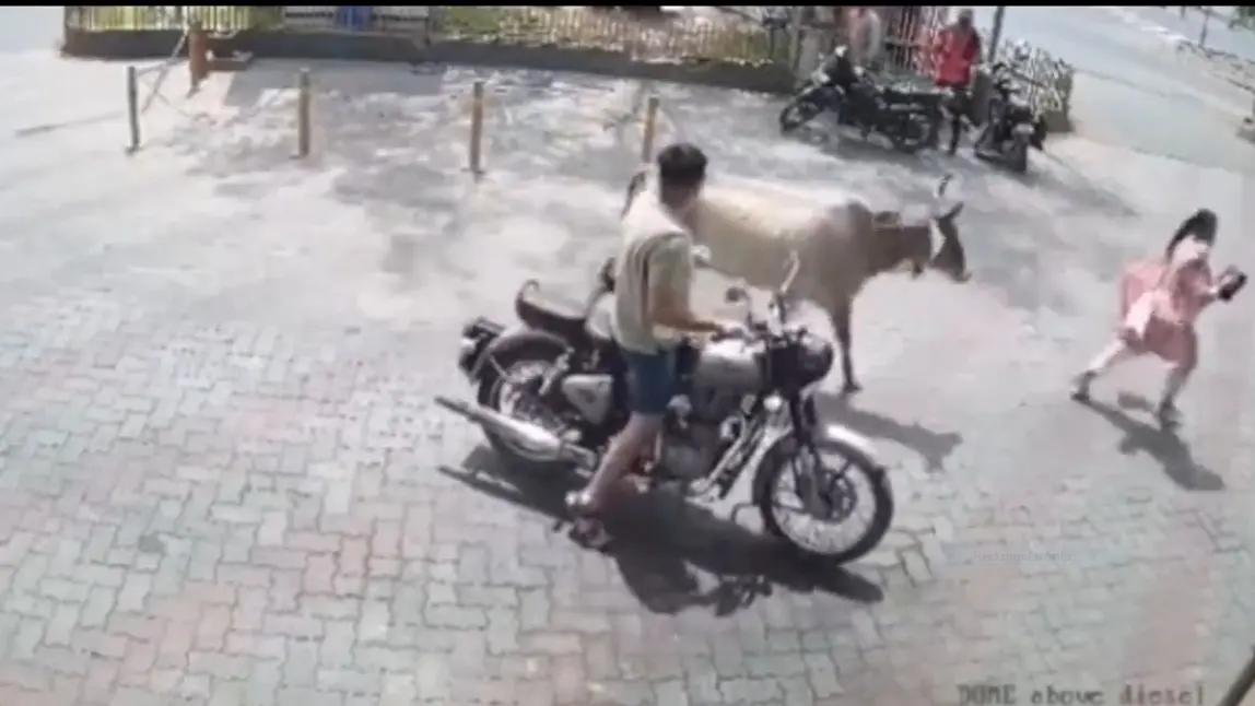 Viral Video: Woman Gets Brutally Attacked By Stray Cow, Husband Cries For Help cow