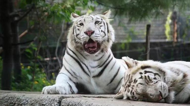 Animal exchange programme: Rajkot zoo sends pair of white tigers to Surat zoo Surat zoo, Rajkot zoo, Gujarat, White Tigers