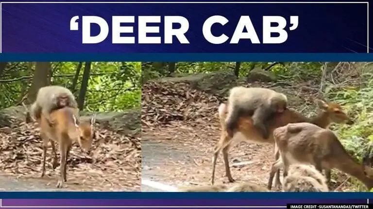 Video of monkey taking a 'cool ride' on deer breaks internet