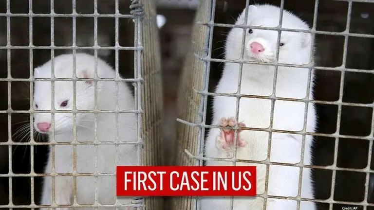 US reports first case of coronavirus among wild minks after Denmak and Italy US