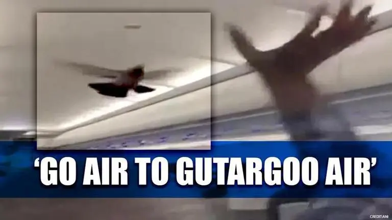 From 'Gutargoo Air' to 'UDAN scheme': Pigeon aboard flight triggers hilarious reactions GoAir