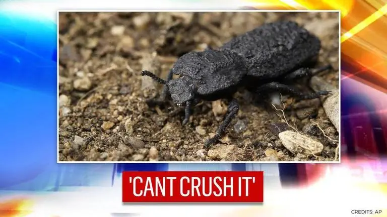 Beetle with 'an unusual armor' can survive after being run over by a car, here's how beetle