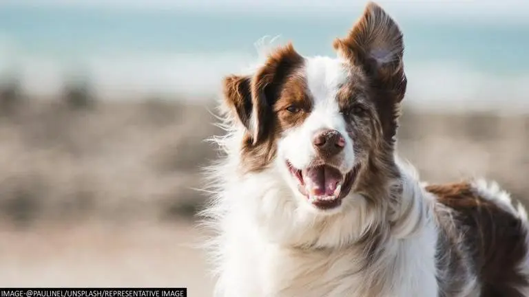 COVID-19: Pet dog infected in UK; tests suggest coronavirus transmitted by owners COVID-19