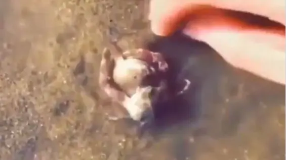 Incredible Video Of Male Crab Protecting His Partner From An Annoying Human Teasing Her Goes Viral Crab Protects His Friend