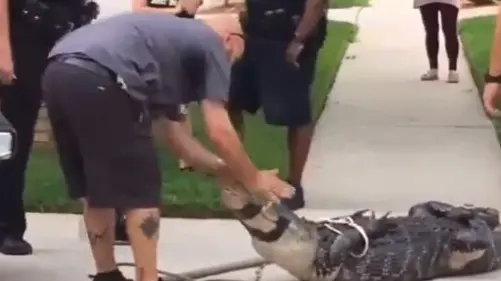 Amazing Video: After Being Cruelly Taunted, a Giant Crocodile Knocks Out the Trapper