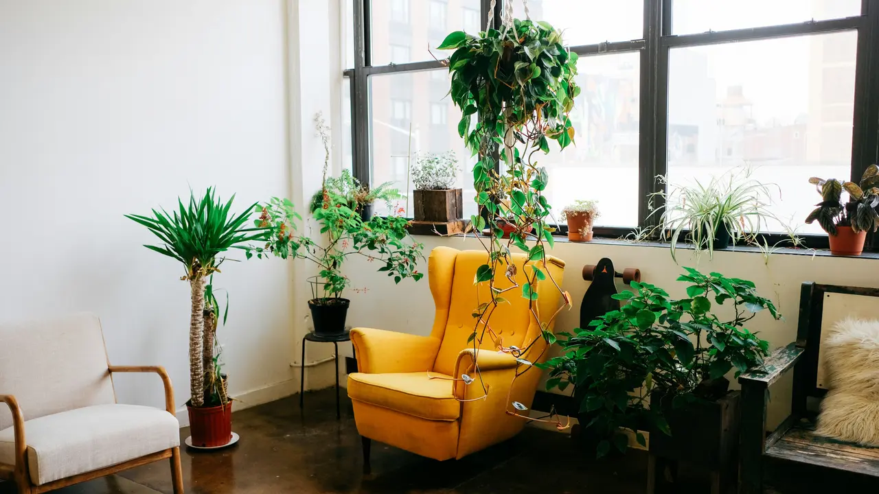 When Aesthetics Meet Nature: Indoor Plants That Can Add Greenery To Your Home Indoor plants for decor