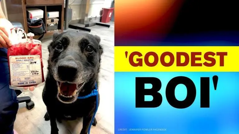 Dog saves puppy’s life by donating blood, netizens call him an ‘angel’ dog