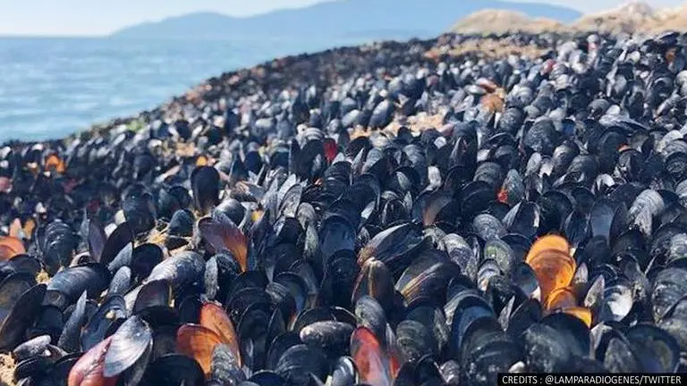 Canada heat wave 'cooked' over a billion marine species alive, experts say Canada heat wave