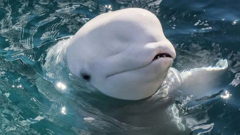 Connecticut aquarium to auction off opportunity to name newly arrived Beluga whales Connecticut