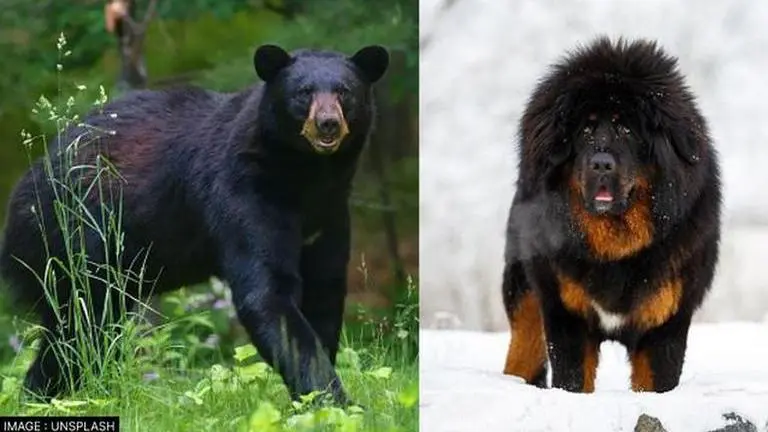 Chinese family raises rare Asiatic black bear for two years, mistaking it for a large dog China bear