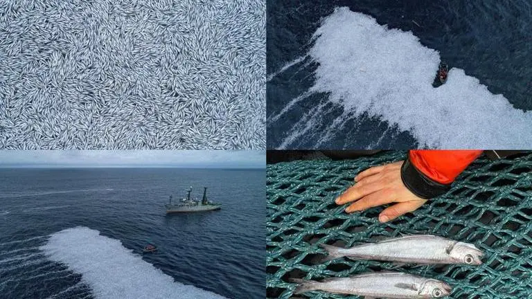 In France, giant trawler sheds 100,000 dead fish into Atlantic Ocean: Report France