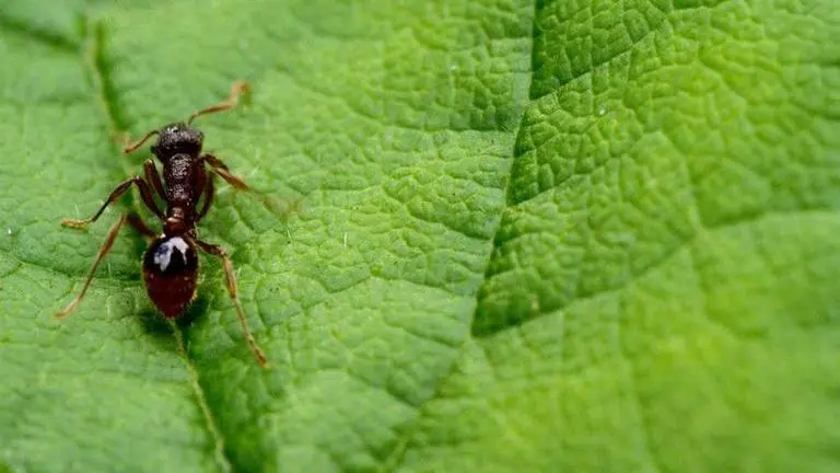 Battle for crown: Indian ants can shrink their brain size and re-grow it to become queen Indian ants