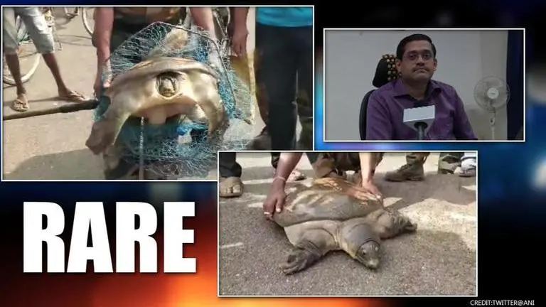 Odisha: Rare Trionychidae turtle rescued by forest department Odisha